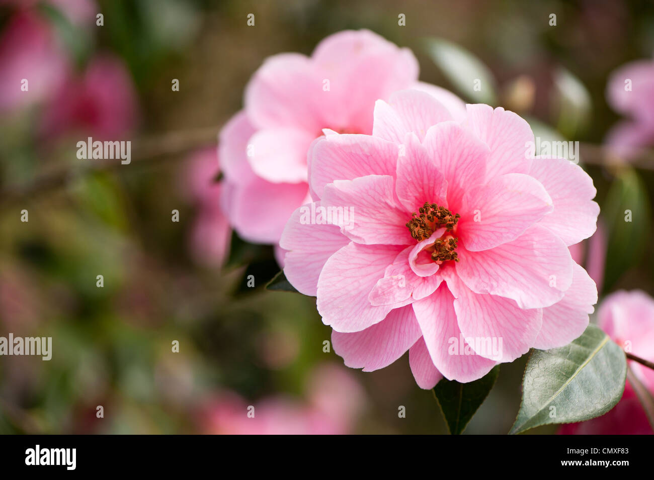 Camellia x Williamsii 'Donation' Stock Photo