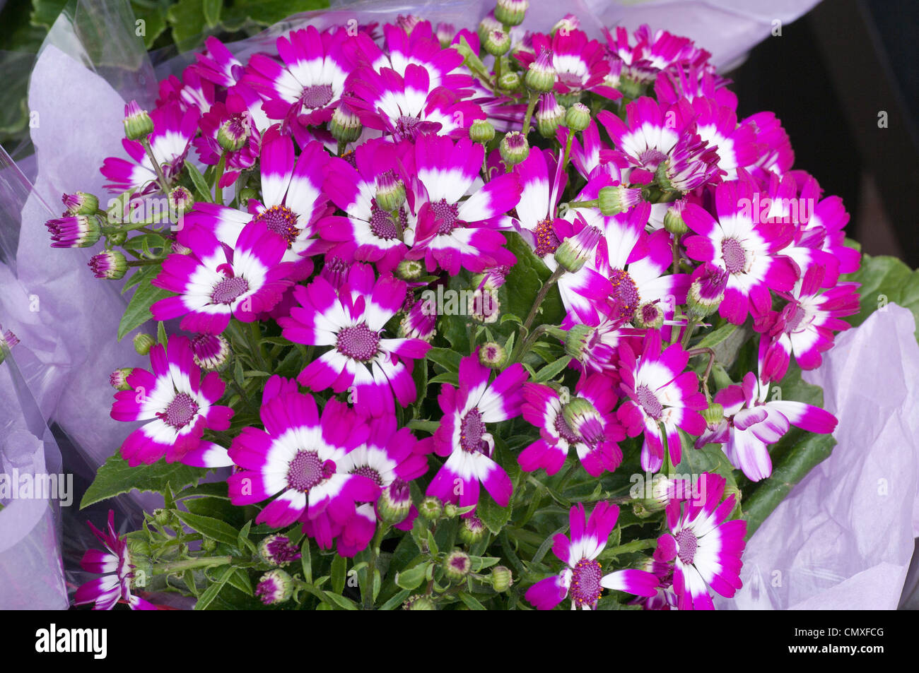 Purple Cineraria Pericallis x hybrida Spring Bedding Plants Stock Photo