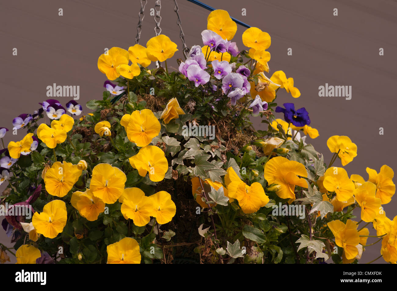 Spring Flowering Bedding Plants In A Hanging Basket Stock Photo Alamy