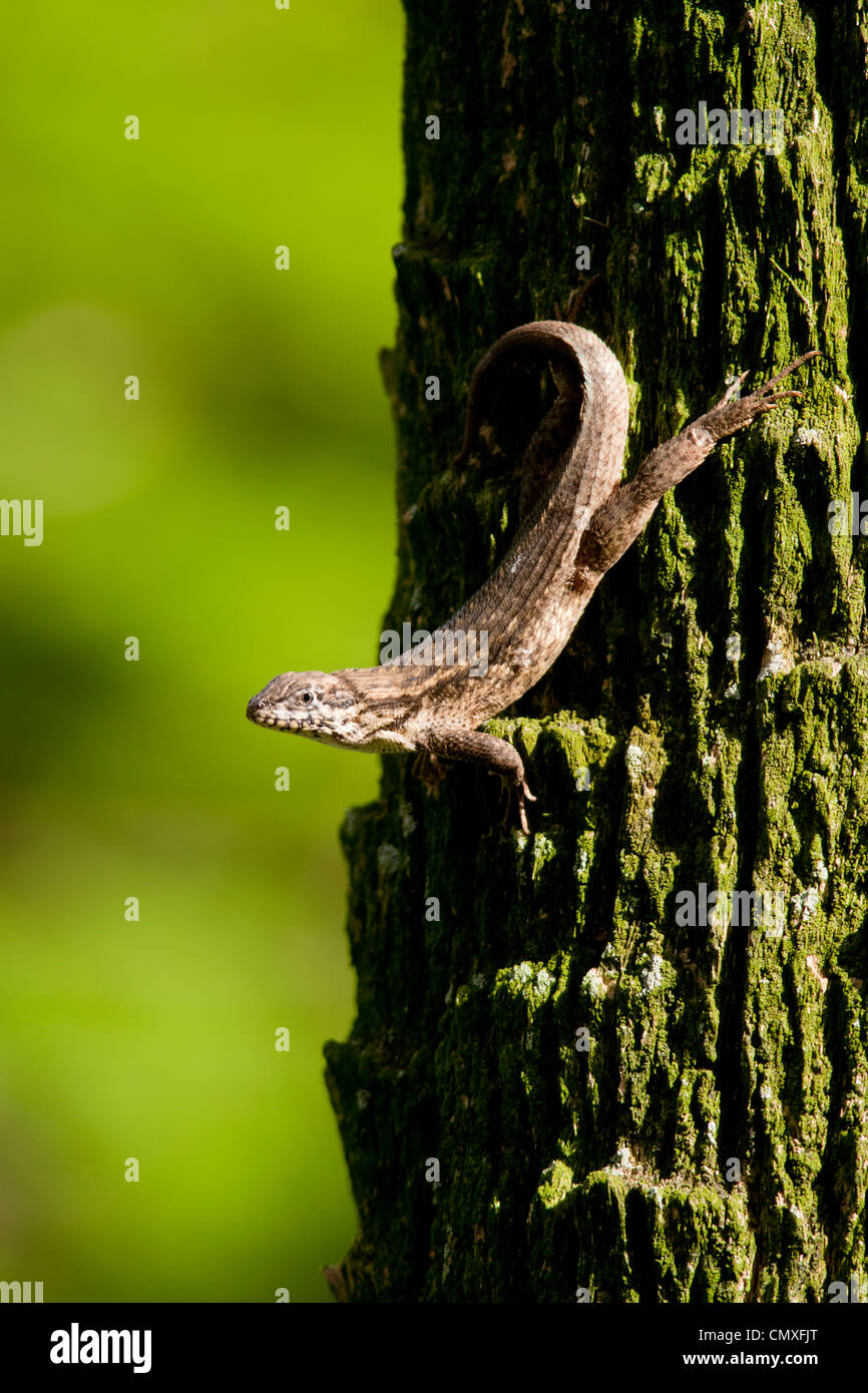 Northern Curly-tailed Lizard - Green Cay Wetlands - Boynton Beach, Florida USA Stock Photo