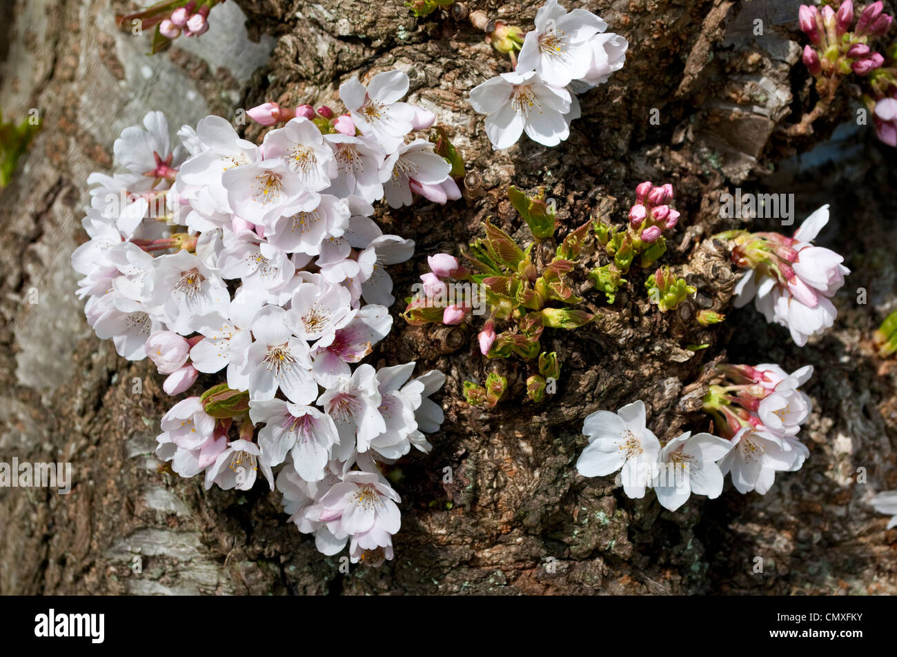Blossom growing on the trunk bark, Yoshino Cherry, Prunus x Yedoensis (Speciosa x Subhirtella), Savill Garden, UK Stock Photo