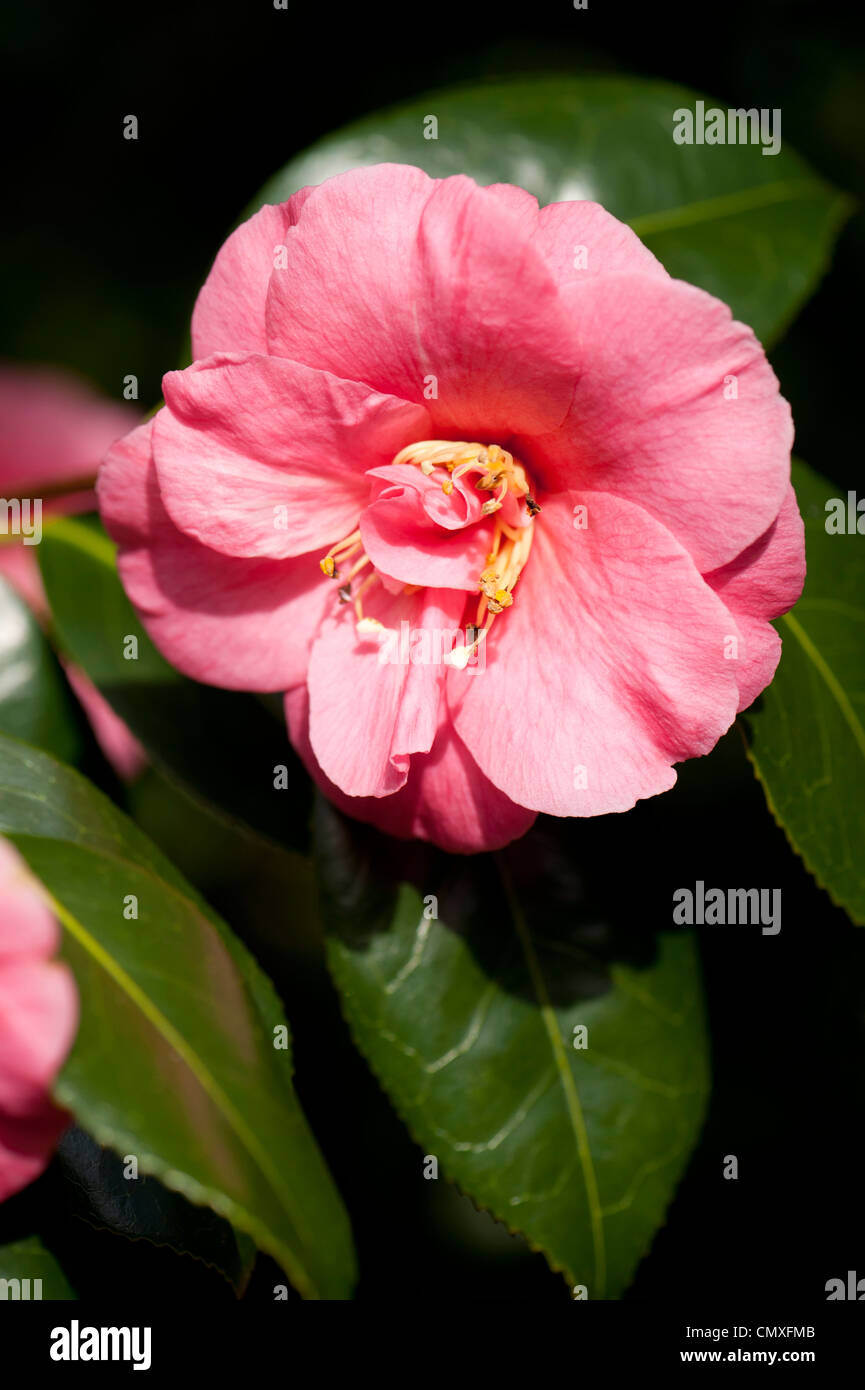 Camellia japonica 'Akashigata' AGM, also known as Camellia japonica 'Lady Clare' Stock Photo