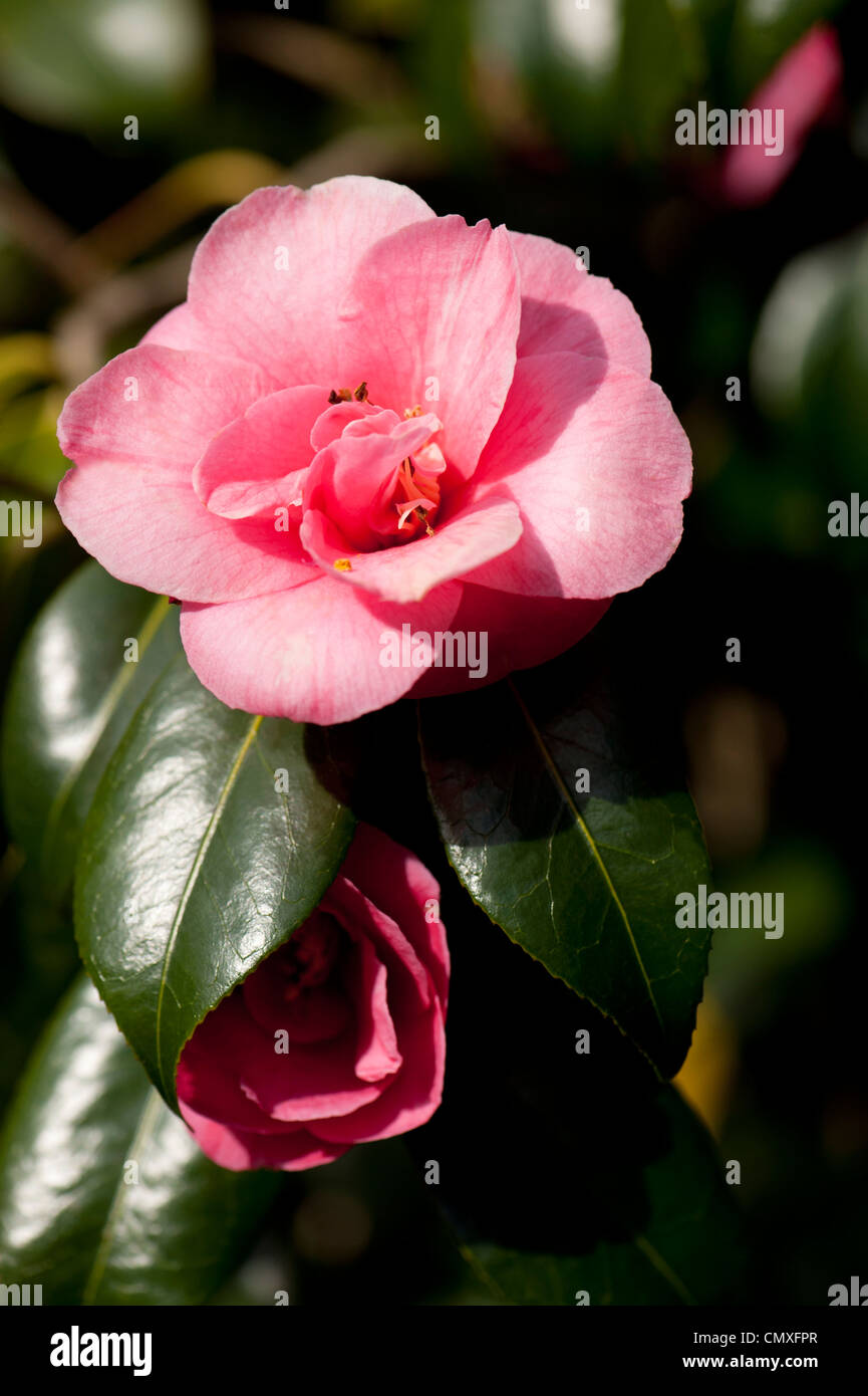 Camellia japonica 'Akashigata' AGM, also known as Camellia japonica 'Lady Clare' Stock Photo