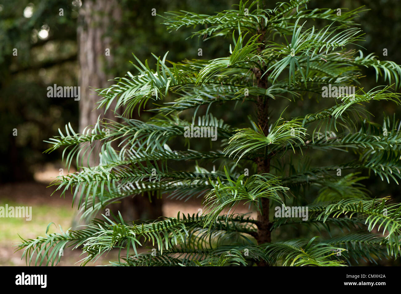 Young Wollemia nobilis, Wollemi Pine, tree Stock Photo