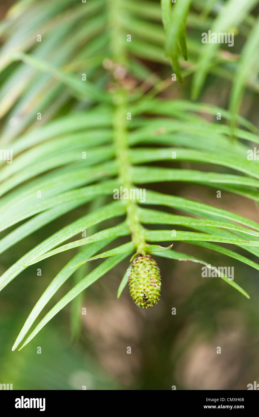 Cone on a young Wollemia nobilis, Wollemi Pine, tree Stock Photo