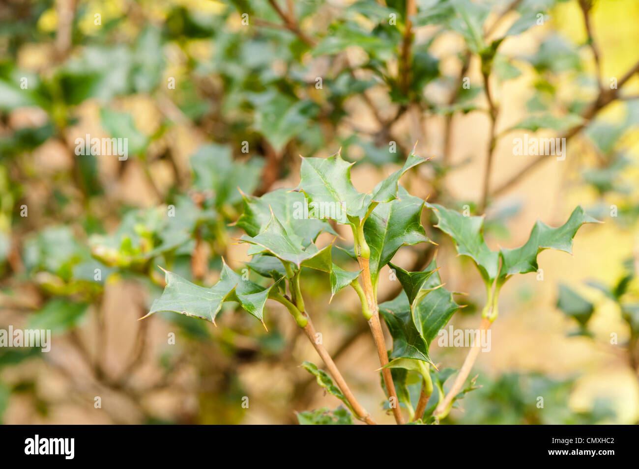 Desfontainia spinosa 'Harold Comber' Stock Photo