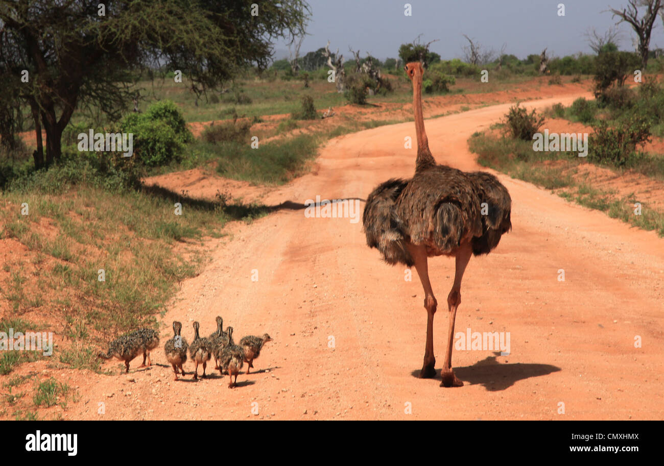 Tsavo East National Park, Kenya, Africa Stock Photo - Alamy