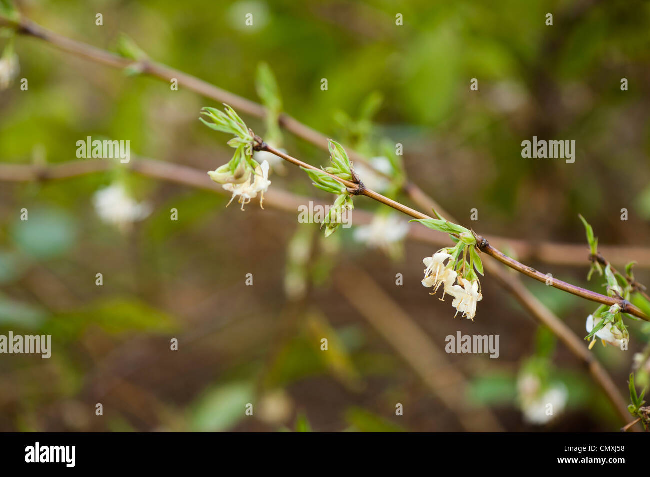 Lonicera fragrantissima 'Purpusii', Winter Flowering Honeysuckle Stock Photo