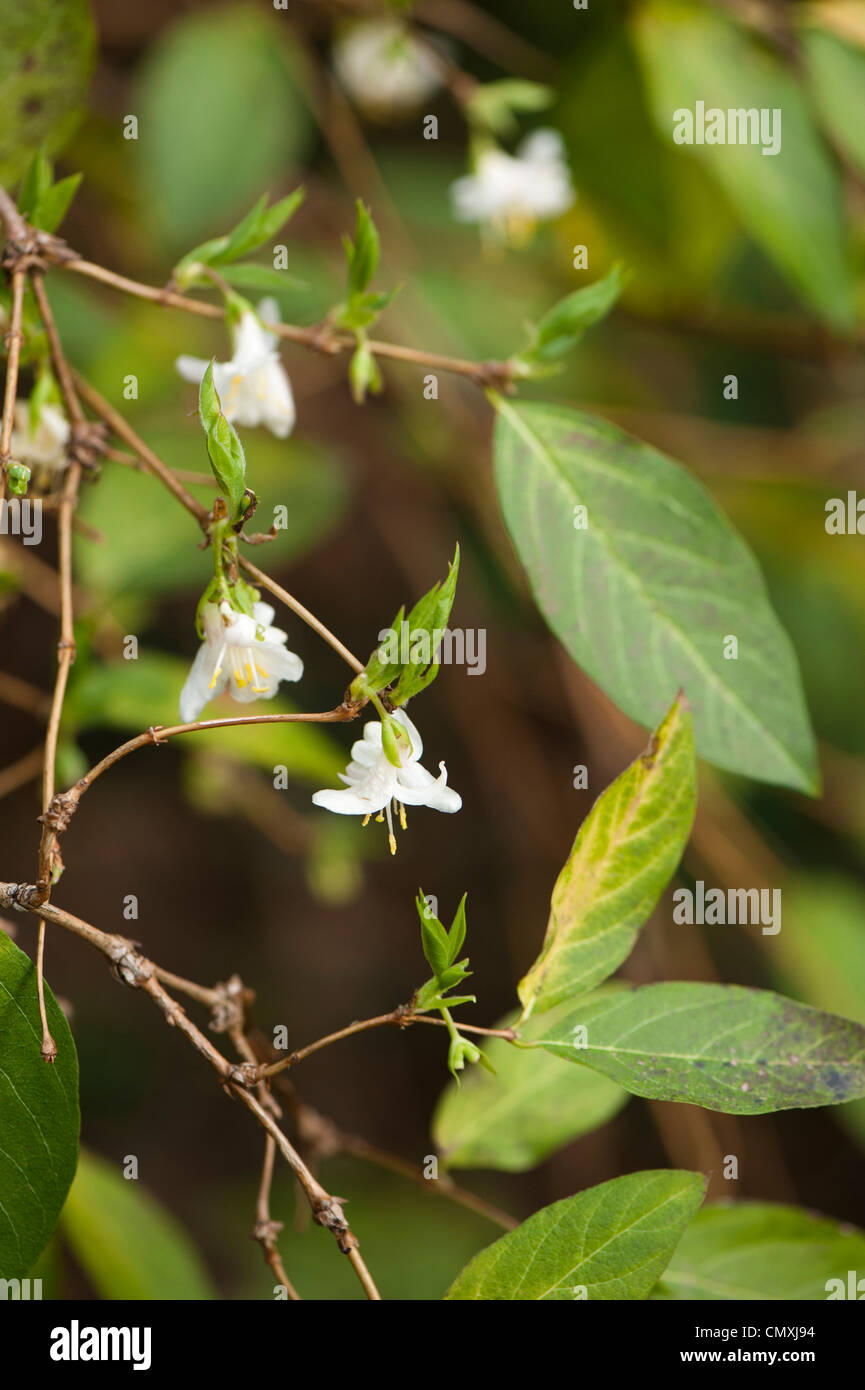Lonicera fragrantissima 'Purpusii', Winter Flowering Honeysuckle Stock Photo