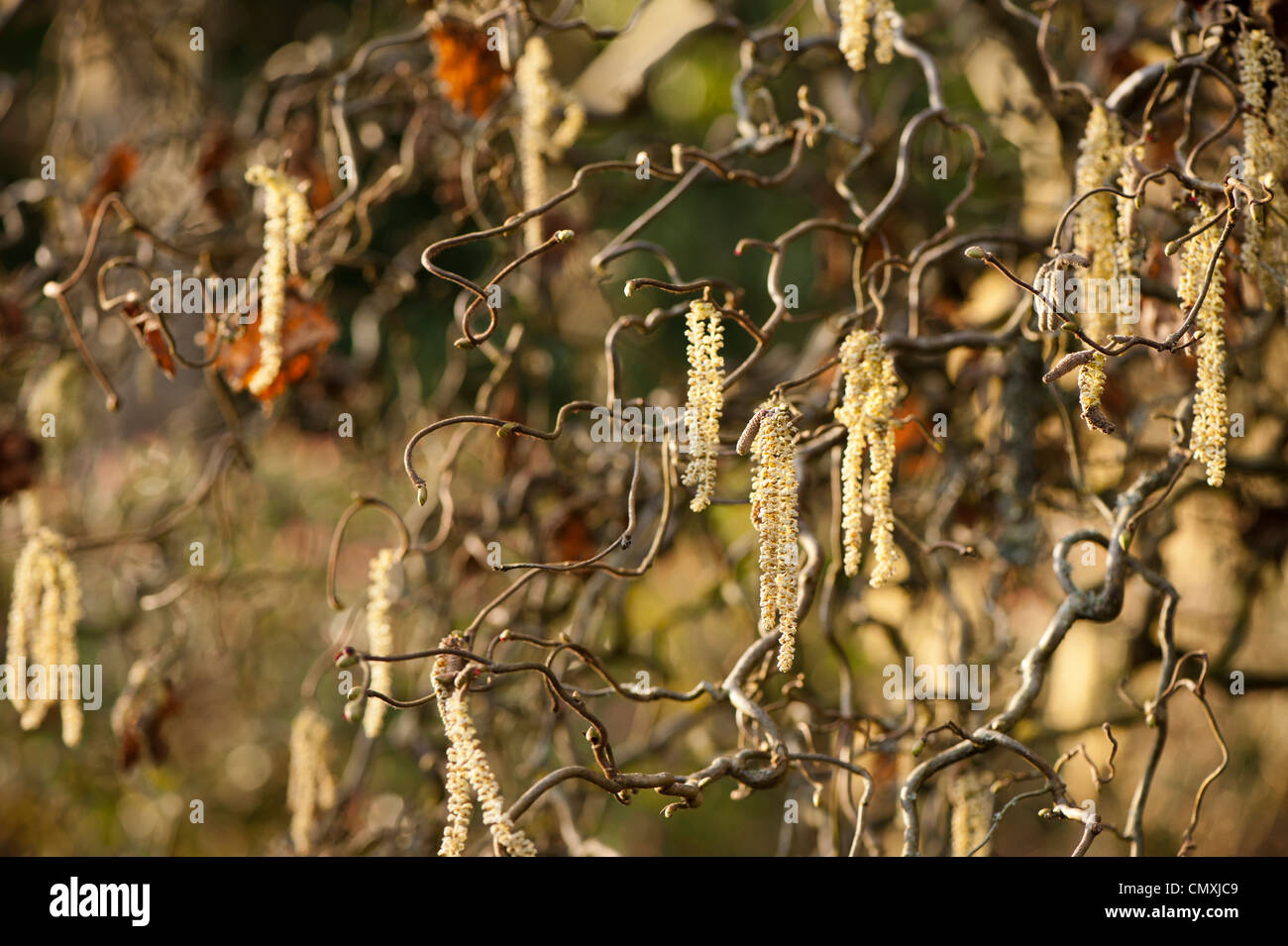 Corkscrew or Contorted Hazel, Corylus avellana 'Contorta' Stock Photo