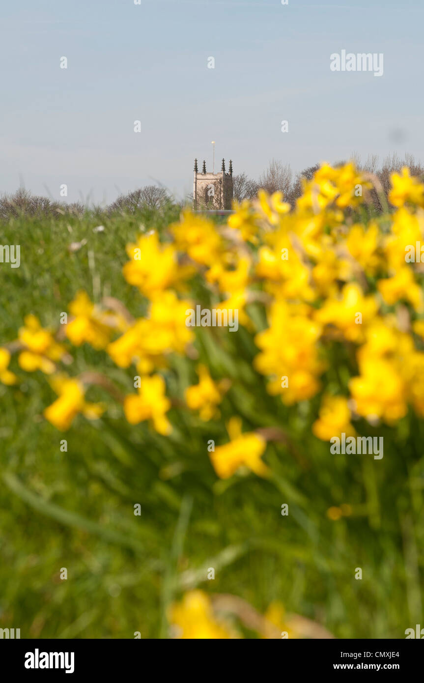 Miniature daffodils in Kippax Stock Photo