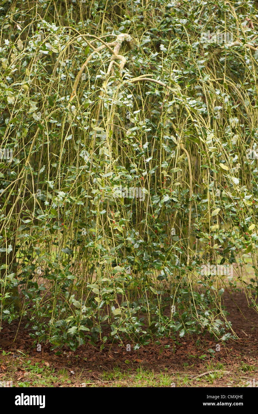 Ilex aquifolium 'Pendula', Common Weeping Holly Stock Photo