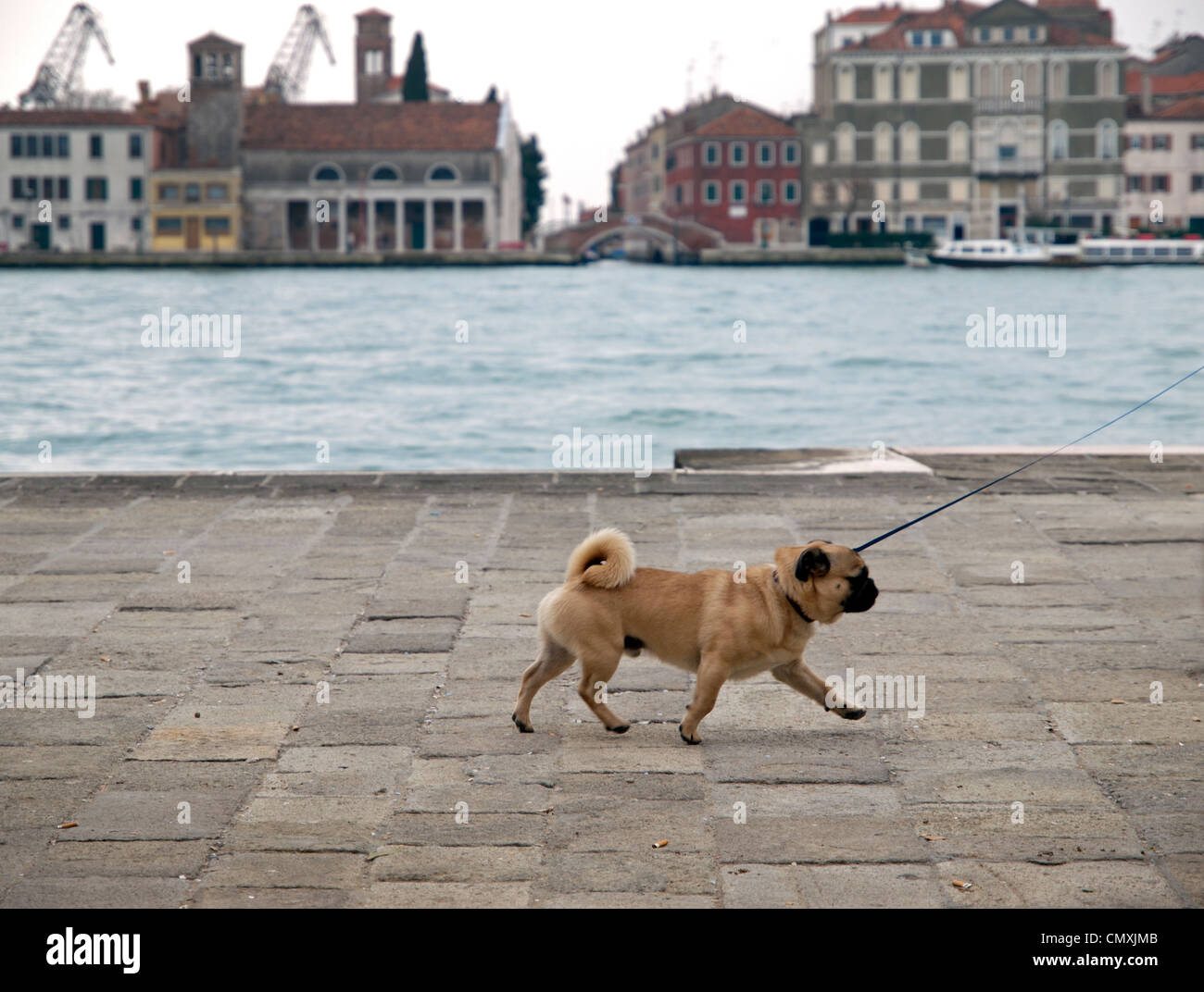 Dog in Venice Stock Photo Alamy
