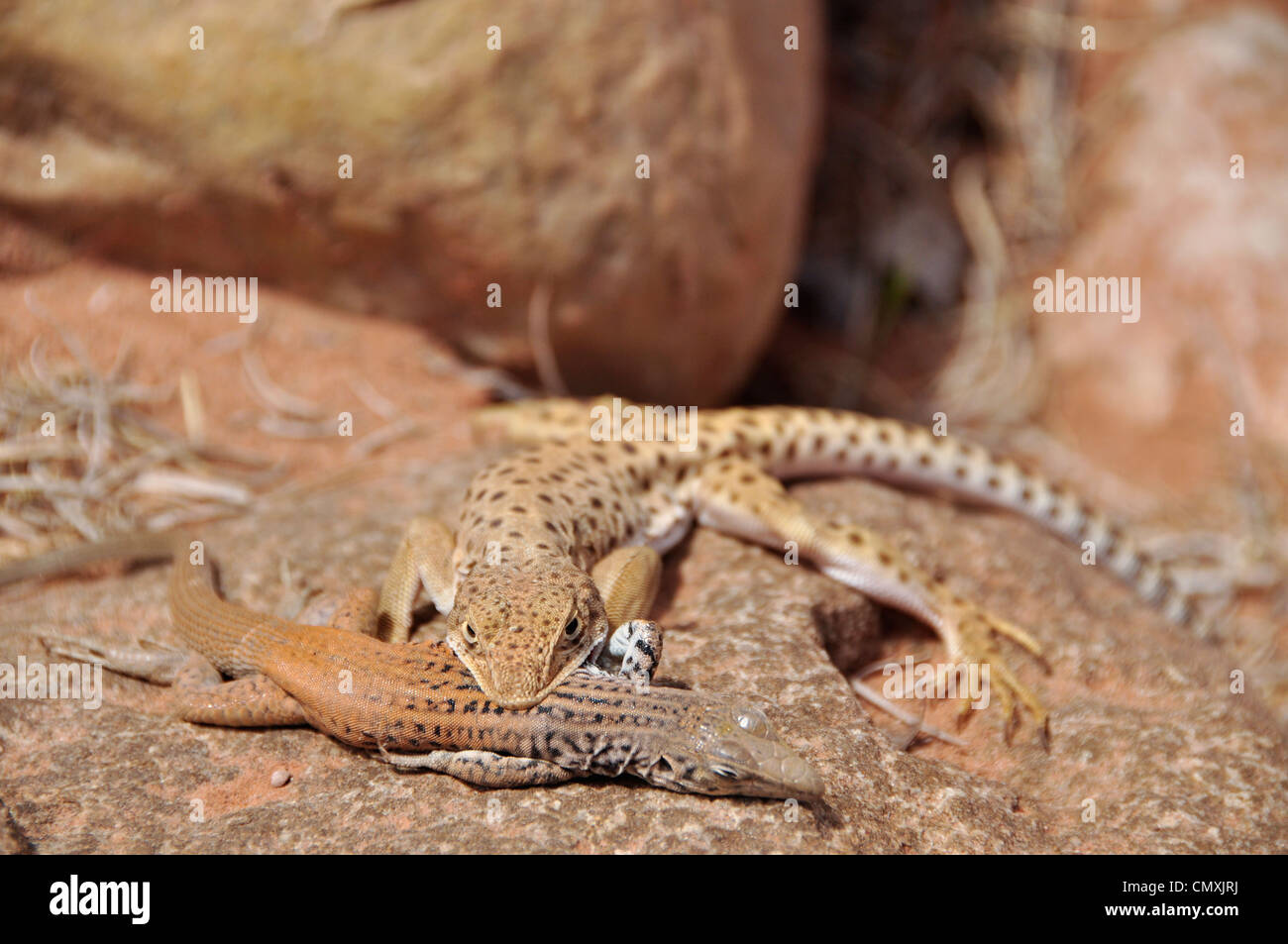 Leopard lizard preying on smaller lizard, Southern Utah Stock Photo Alamy