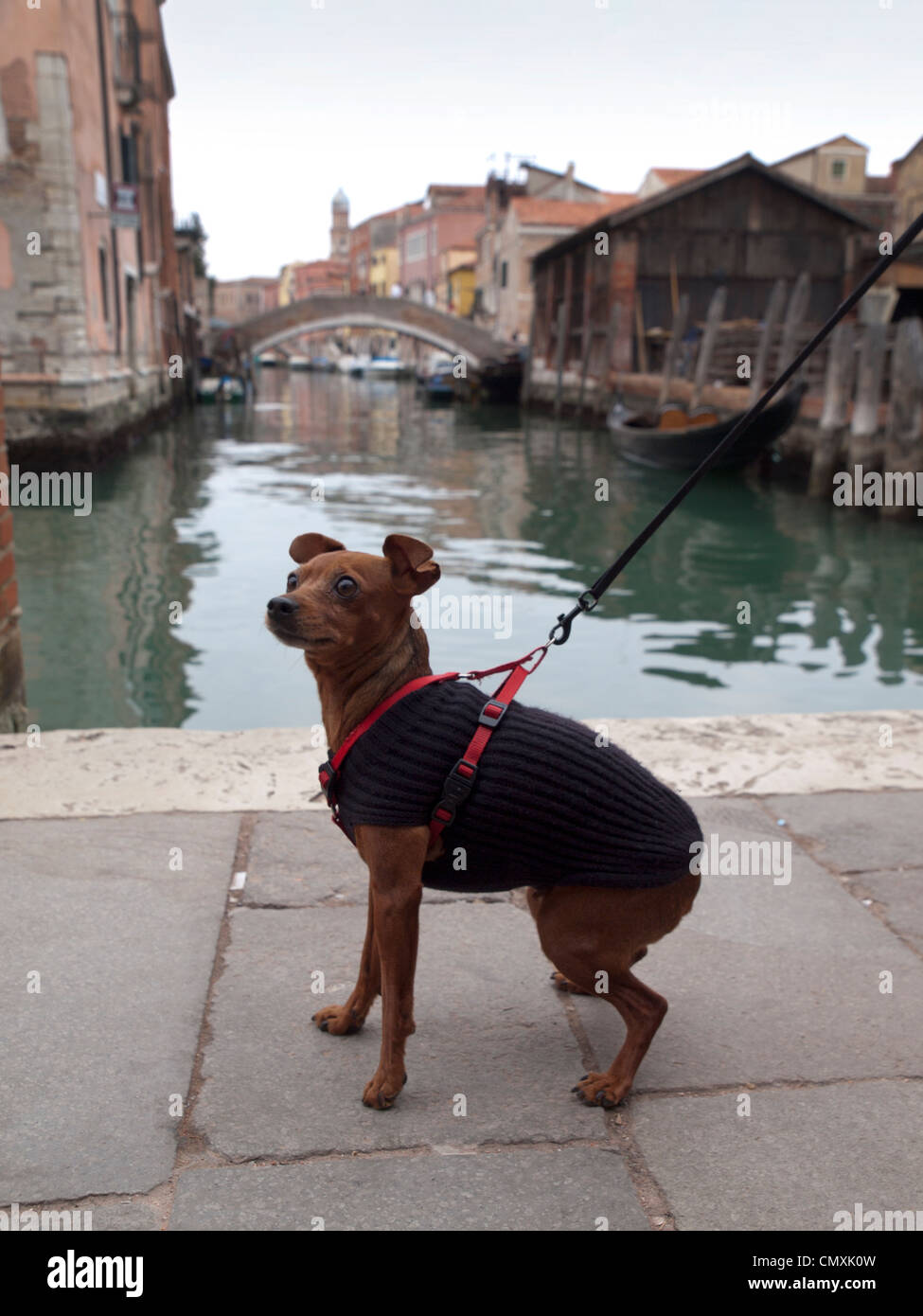 Dog in Venice Stock Photo Alamy