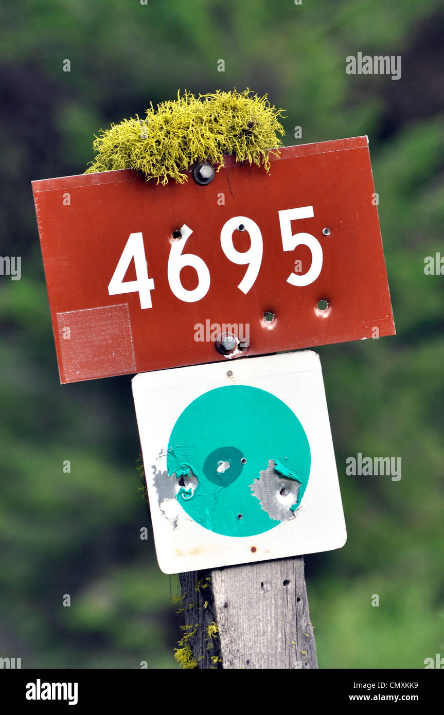 National Forest road sign with moss and bullet holes, Wallowa County, Oregon. Stock Photo