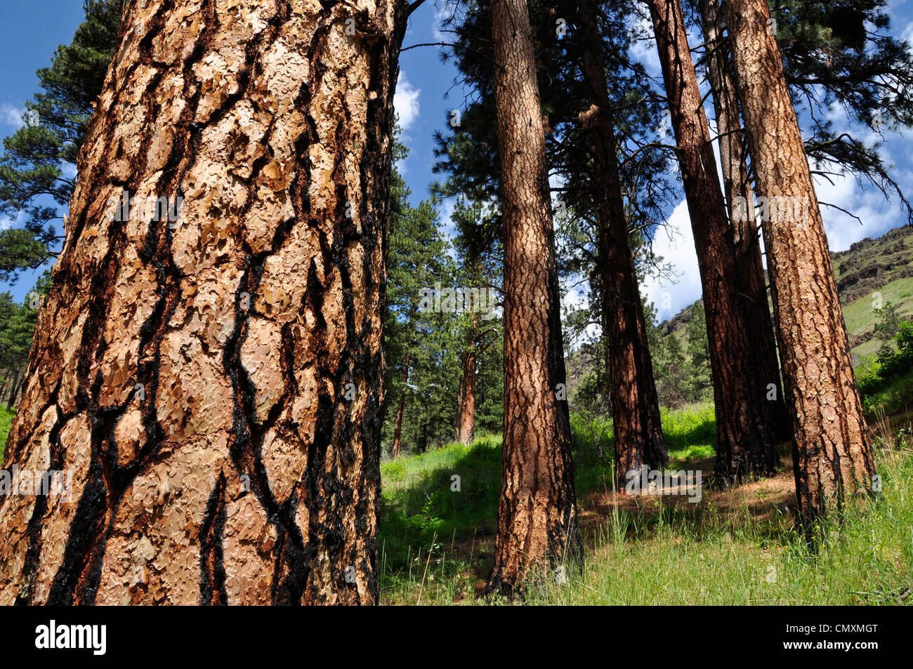 Ponderosa pine trees hires stock photography and images Alamy