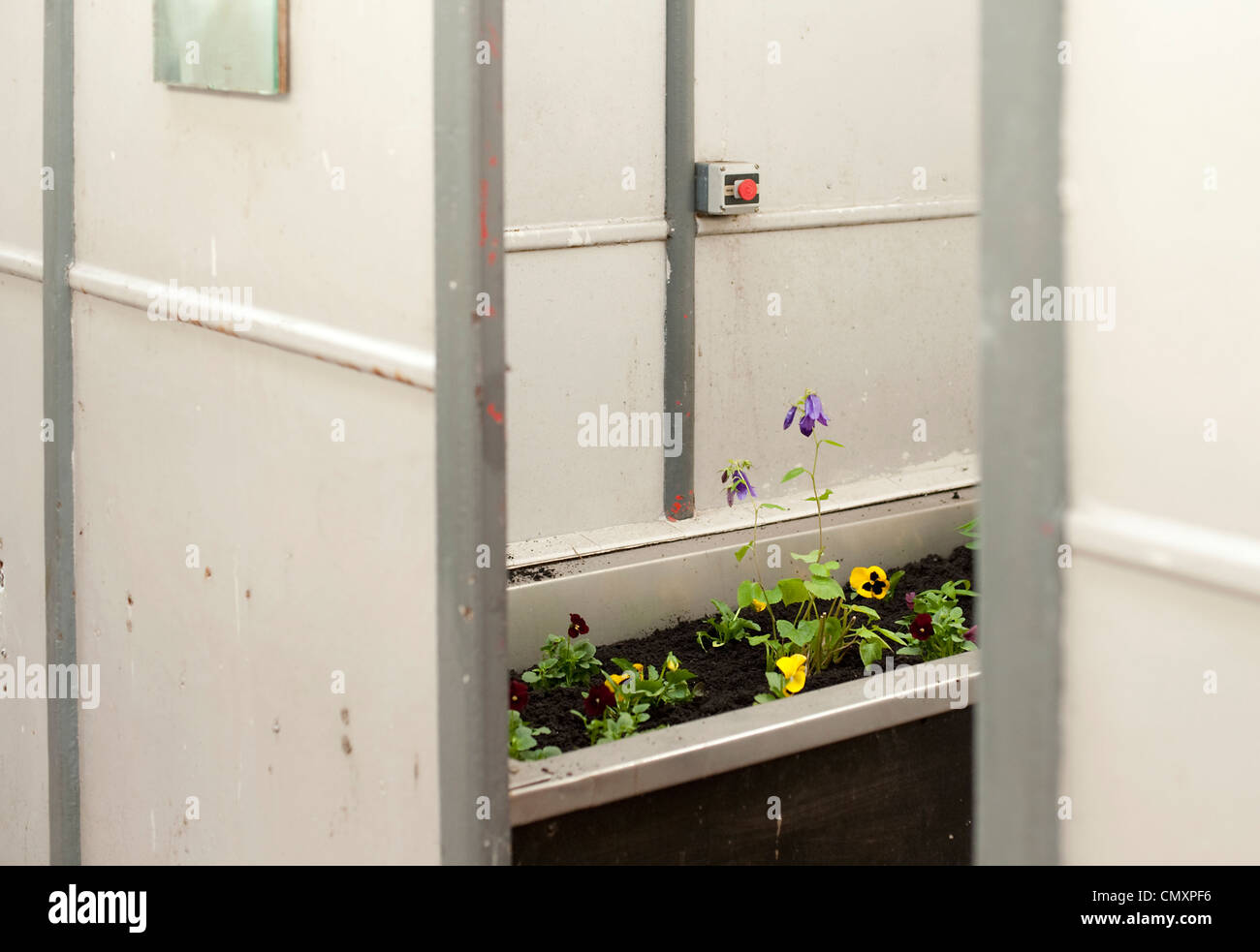 Plants grow in an abandoned bath in a cubicle in the wash house of the