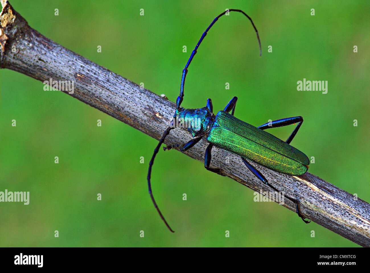 Aromia moschata Stock Photo - Alamy