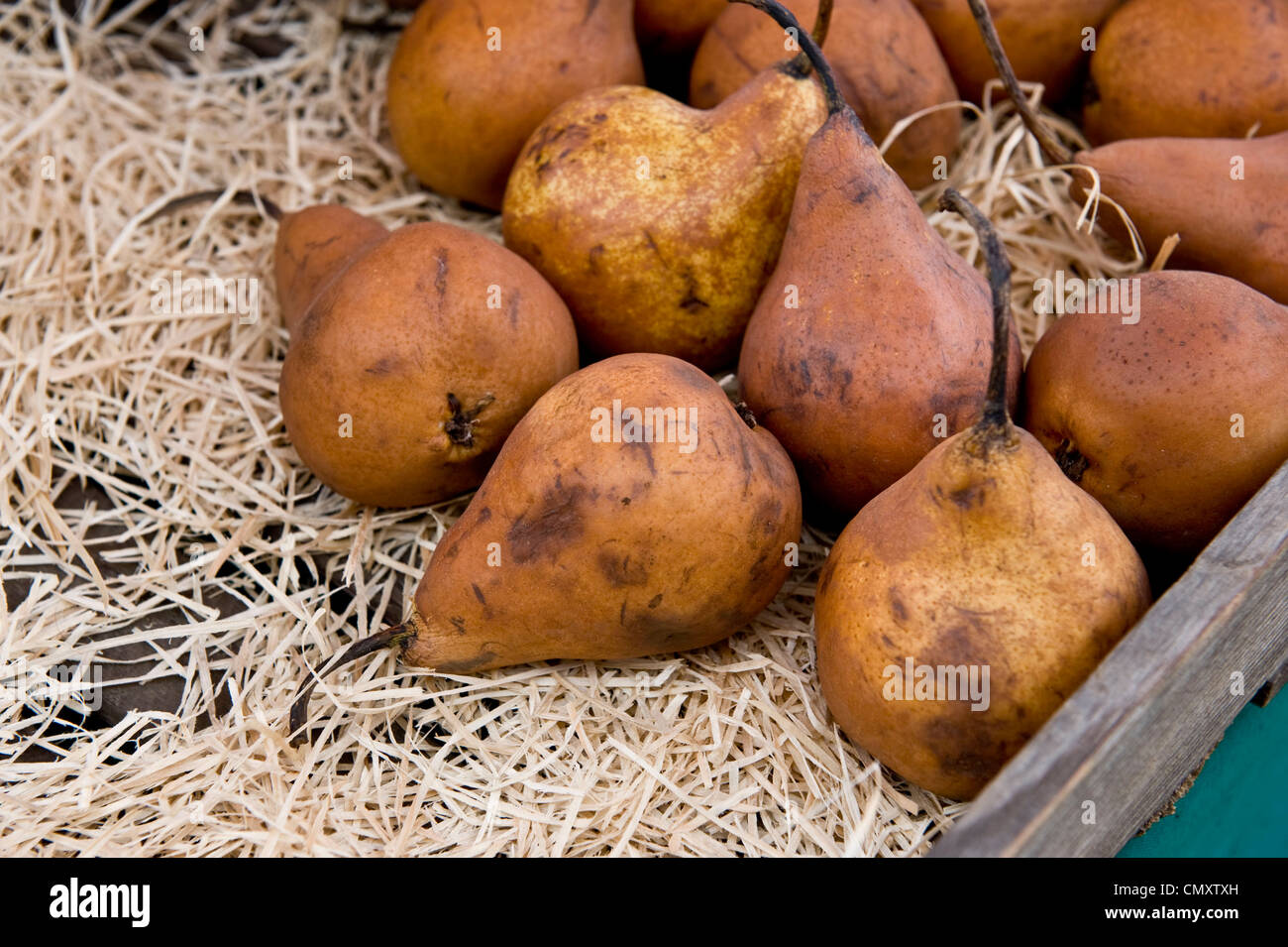 A close shot of ripened brown pears. Stock Photo