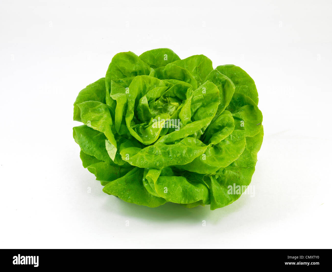 lettuce, salad Stock Photo