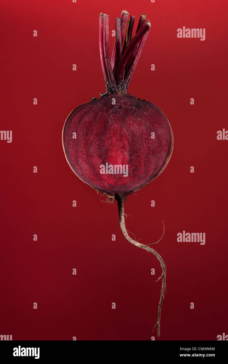 Beetroot cut in half hanging against a red background. The root vegetable is trimmed with stalk remaining and in a studio. Stock Photo