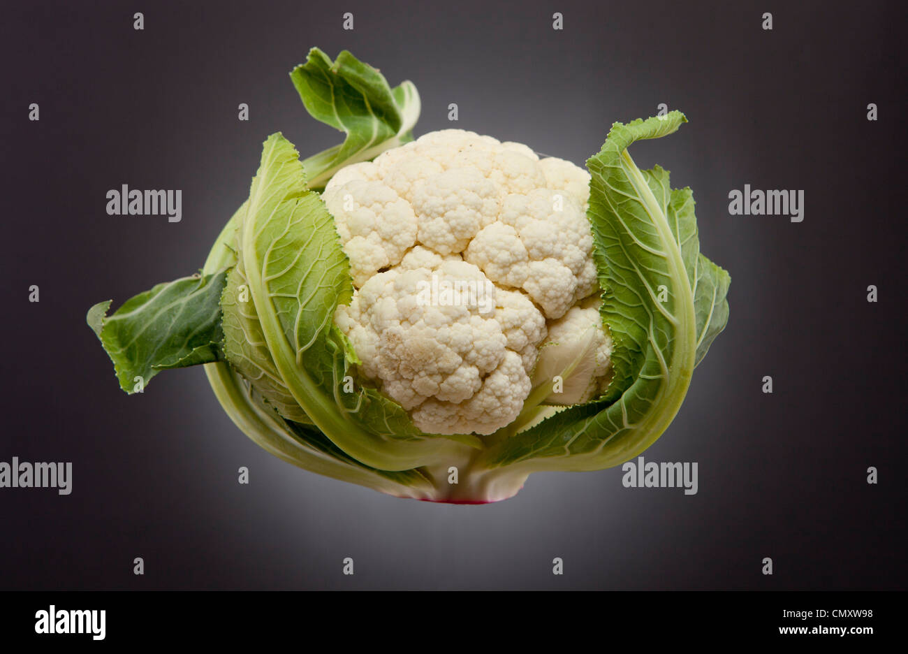 Cauliflower with leaves hanging against a black background photographed in a studio. The vegetable is clean. Stock Photo