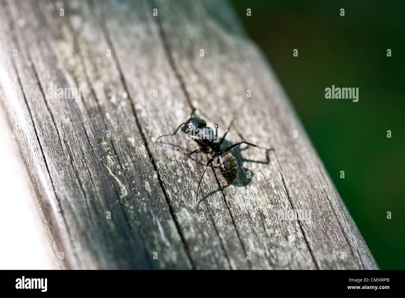 Black ants queen High Resolution Stock Photography and Images Alamy