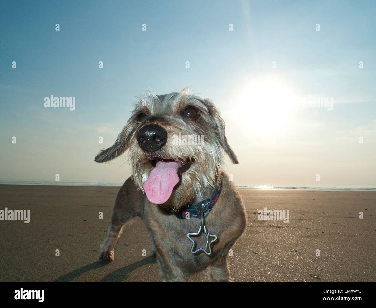 A Dachshund on a hot sunny day at the beach. Stock Photo
