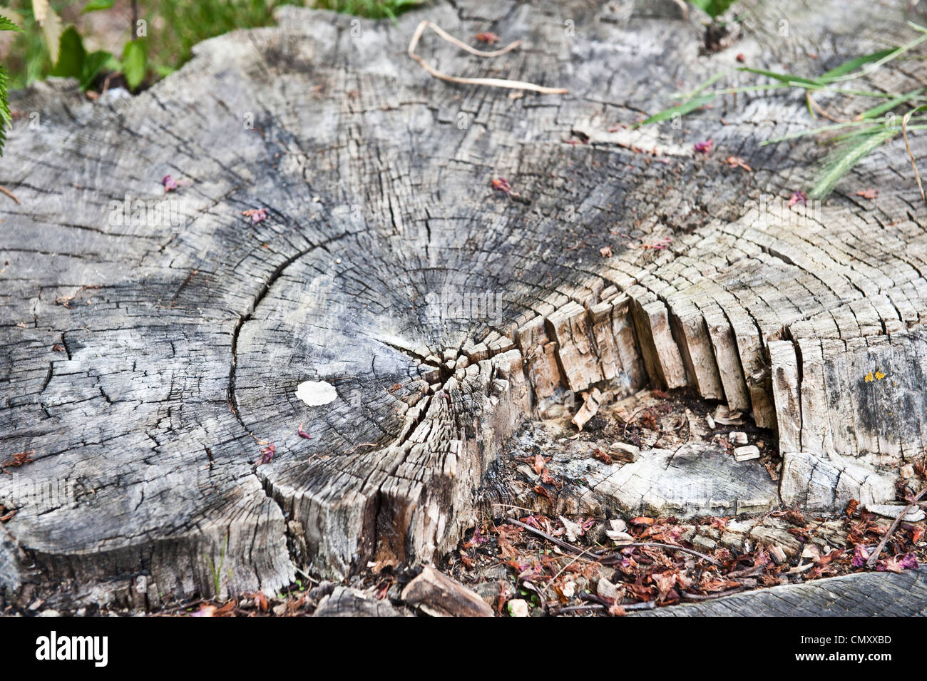 Old, lifeless tree stump. Stock Photo