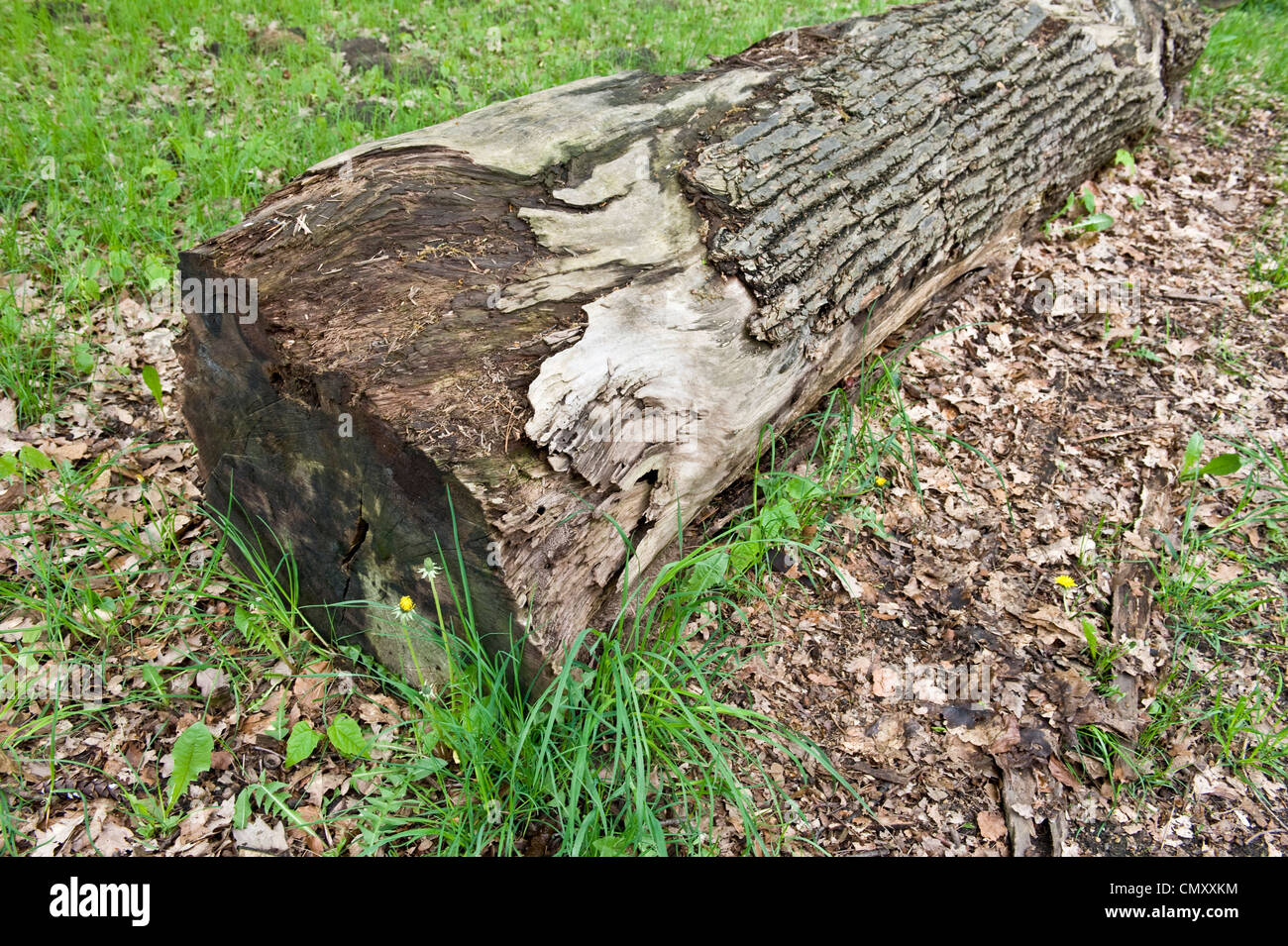 A color shot of a dead tree log with chipped bark. Stock Photo
