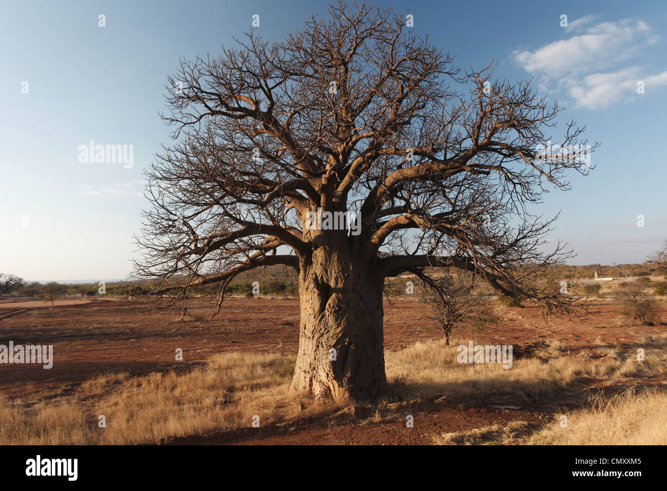 Baobab tree in the north of RSA. Stock Photo