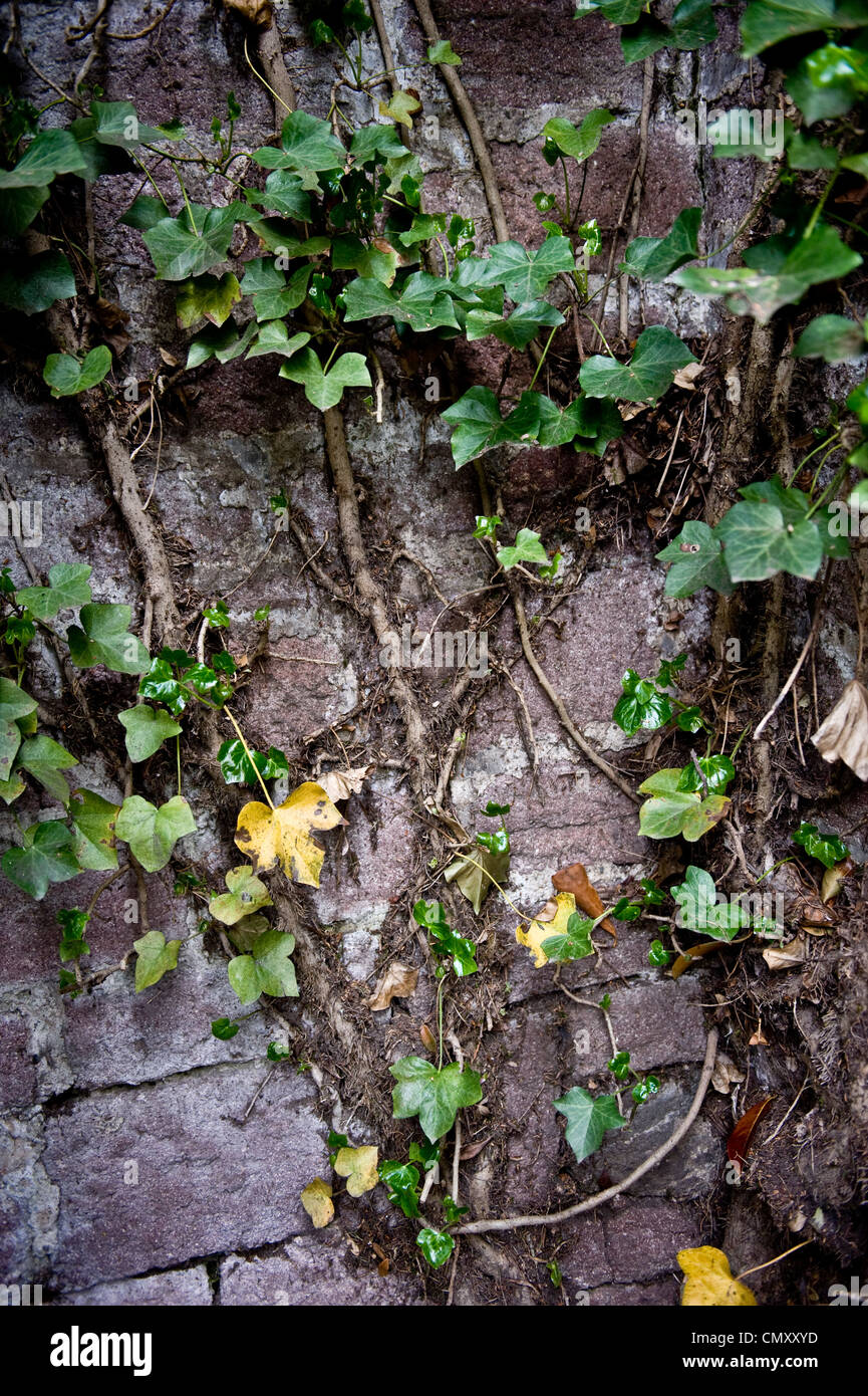 Floral vines covering an outdoor wall Stock Photo Alamy