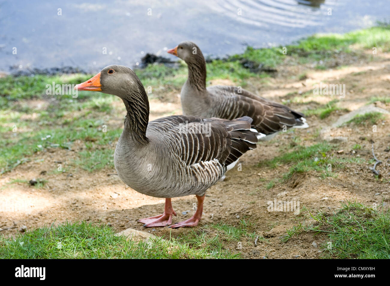 Tan geese hi res stock photography and images Alamy