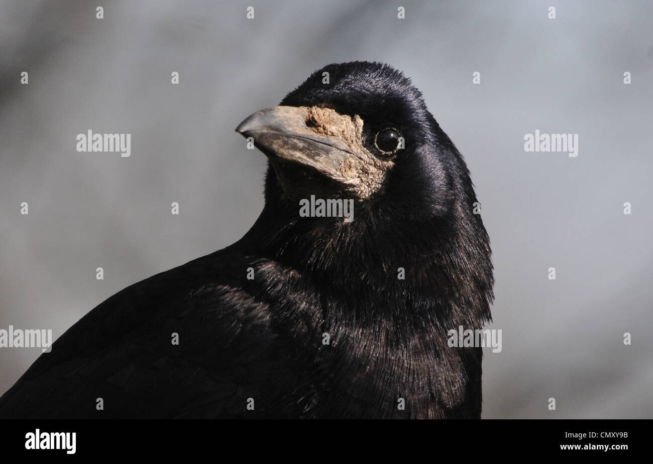 British Rook Images A ROOK AT ROWNHAMS, NEAR SOUTHAMPTON, HAMPSHIRE Stock Photo - Alamy