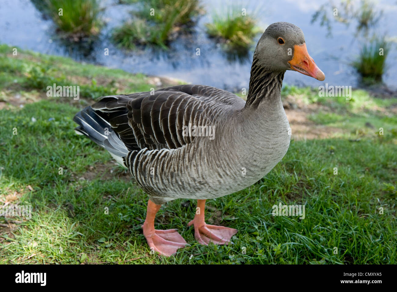 The profile of a gray duck with an orange beak. Stock Photo