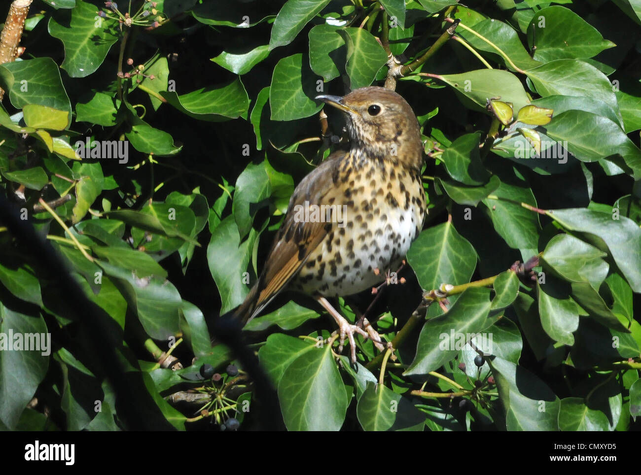 SONG THRUSH IN THE IVY IN A GARDEN AT PORTCHESTER, HAMPSHIRE Stock