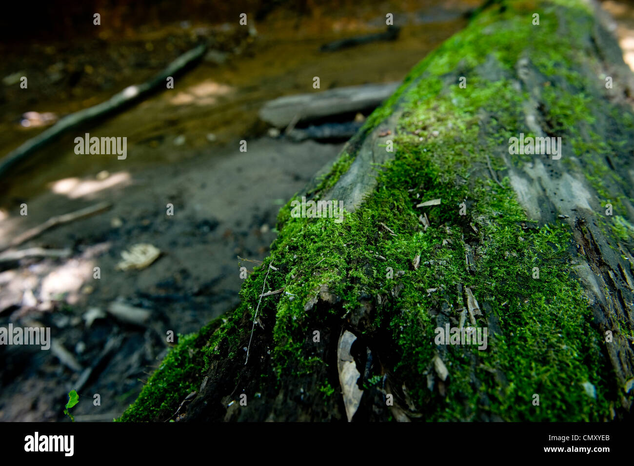 Green moss on an old, dirty, tree bark hump. Stock Photo