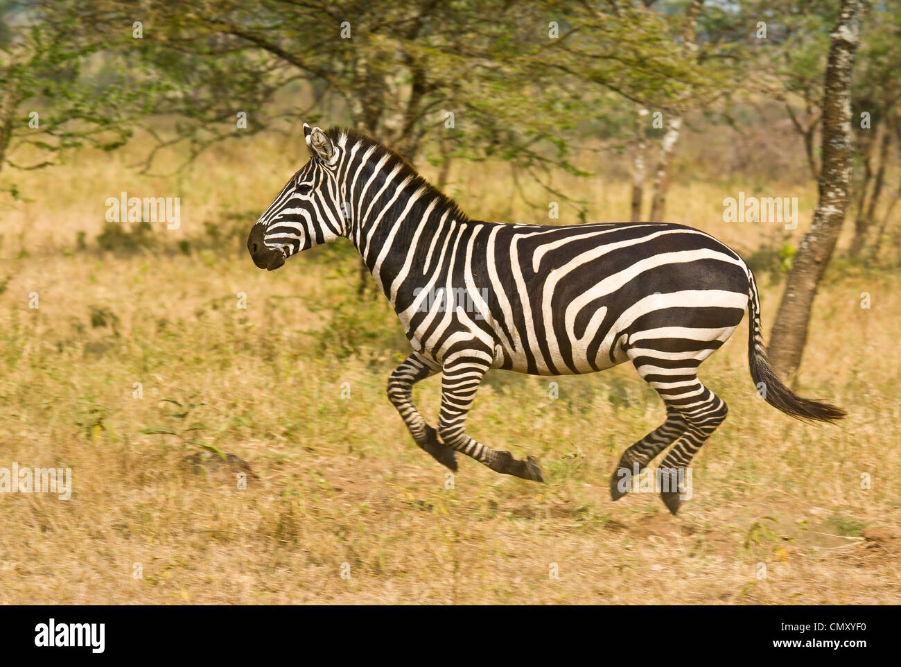 Zebra running full gallop on the plain Stock Photo - Alamy