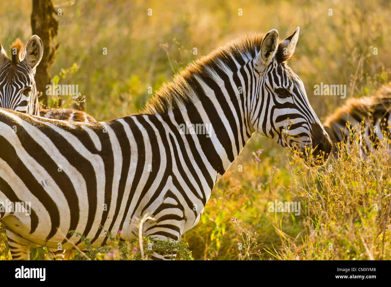 Stripes wildlife hi-res stock photography and images - Alamy