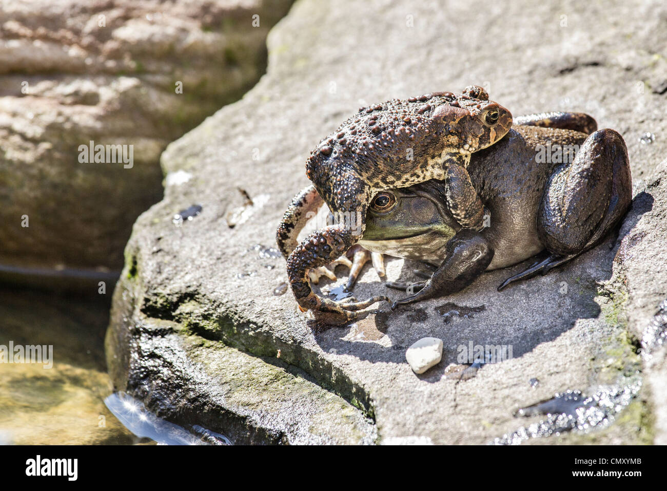 Confused toad on top of frog Stock Photo - Alamy