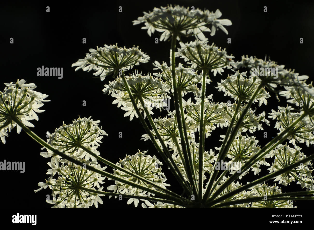 Queen Anne's Lace, (Daucus carota), Santa Catalina Mountains, Coronado National Forest, Sonoran Desert, Arizona, USA. Stock Photo