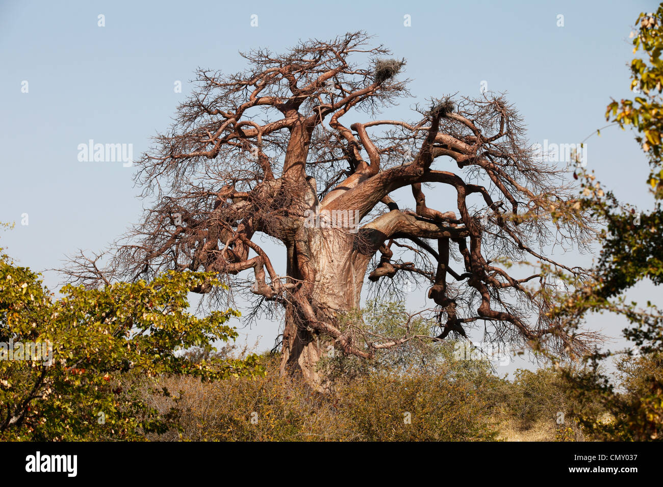 Baobab tree in the south of Zimbabwe. Stock Photo