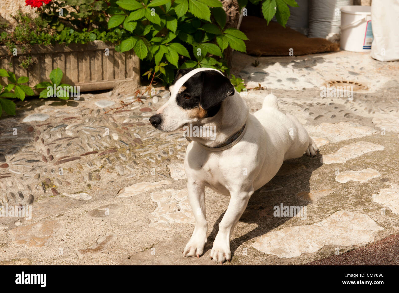 A white dog with black ears and tan spots near its eyes. The dog is resting on its hind legs. Stock Photo