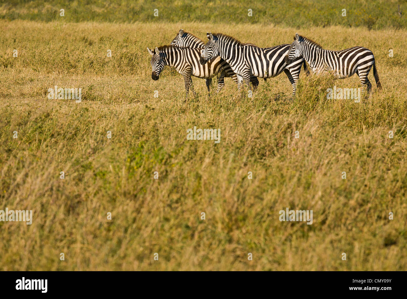 Small group of Zebra with grass foreground. Stock Photo