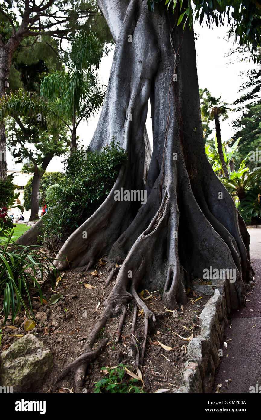 Thick, intertwining tree branches Stock Photo Alamy