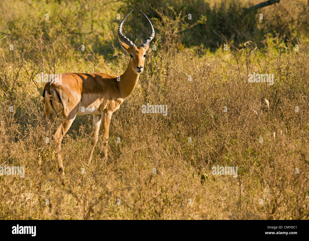 Lone Impala in grassland of Serengeti National Park. Stock Photo