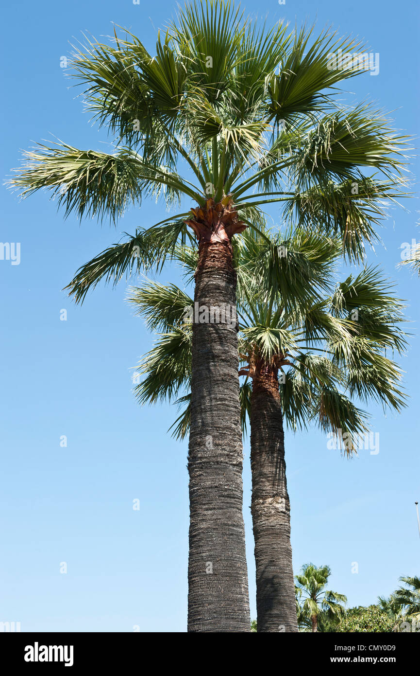 Short Leaved palm trees Stock Photo Alamy