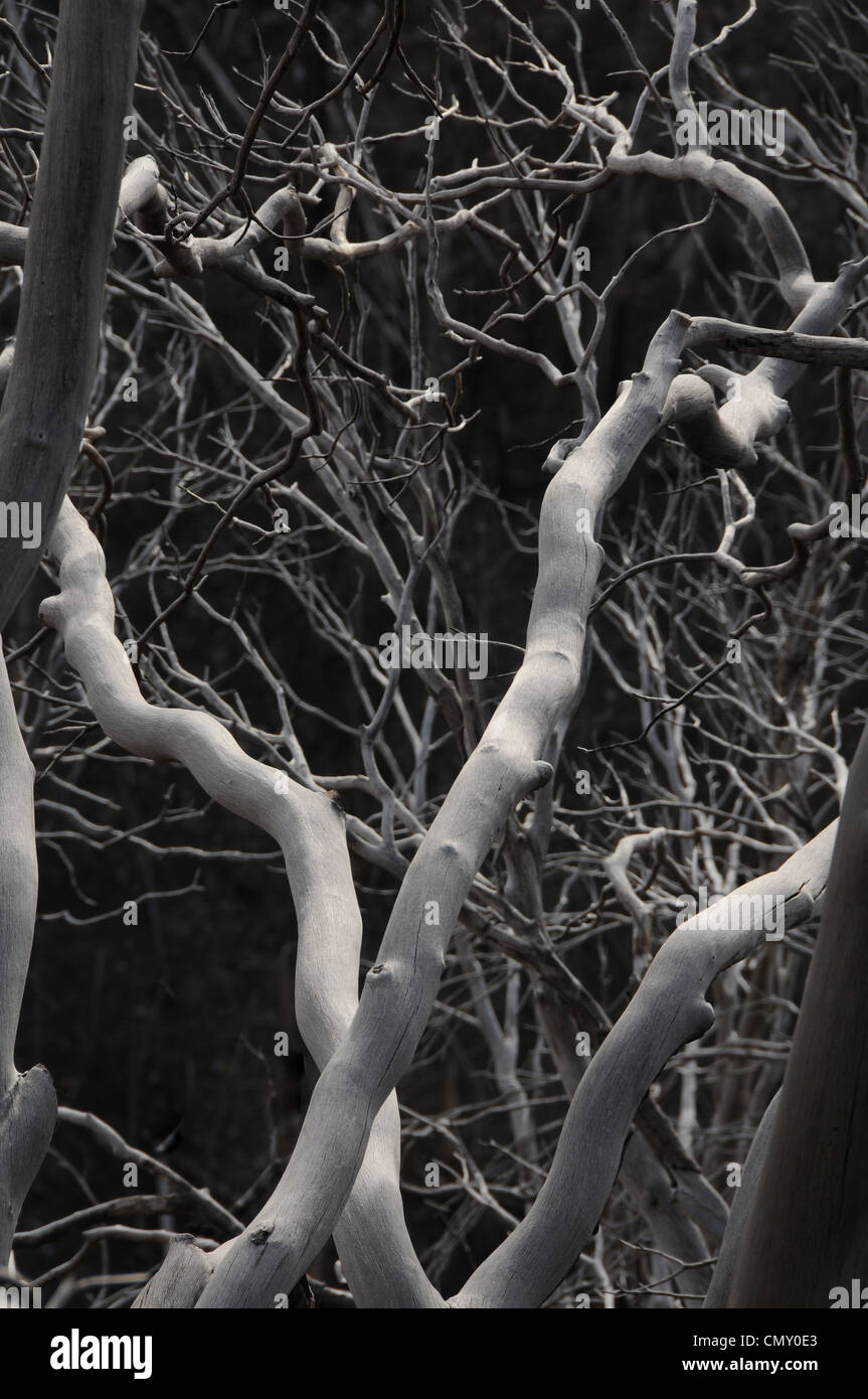 Dead trees on Mount Lemmon, Santa Catalina Mountains, Coronado National ...