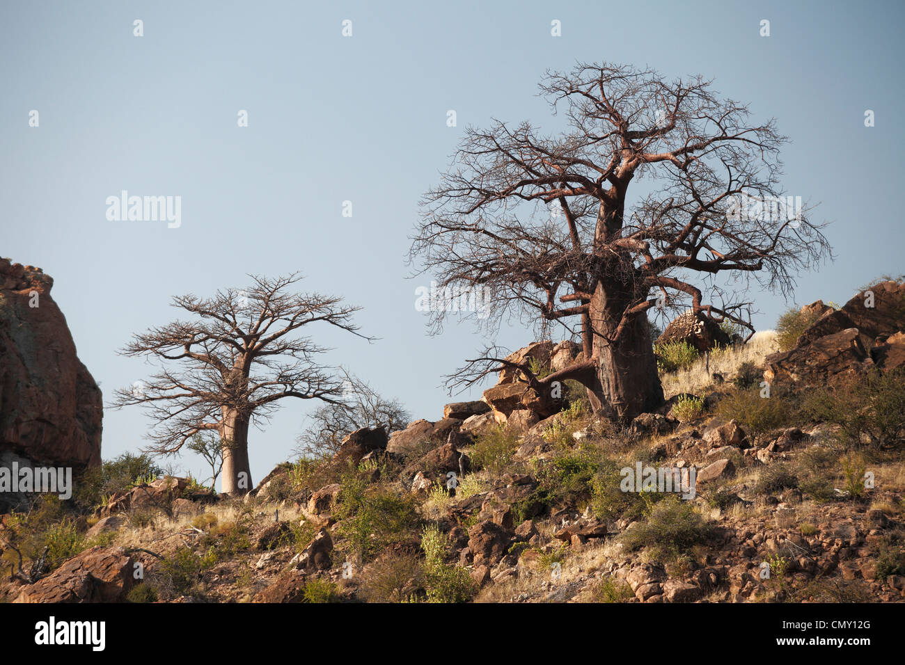 Baobab trees in the south of Zimbabwe. Stock Photo